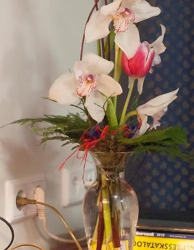 Draakon Hotell Tartu